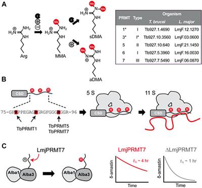 Arginine Methyltransferases as Regulators of RNA-Binding Protein Activities in Pathogenic Kinetoplastids